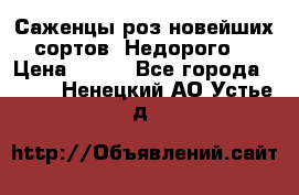 Саженцы роз новейших сортов. Недорого. › Цена ­ 350 - Все города  »    . Ненецкий АО,Устье д.